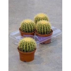 Echinocactus grusonii