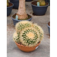 Echinocactus grusonii