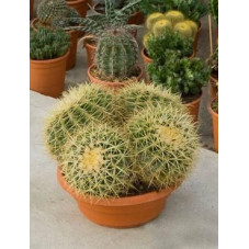 Echinocactus grusonii