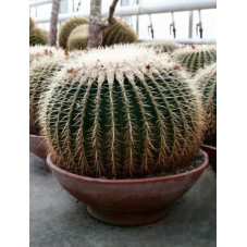 Echinocactus grusonii 50 cm