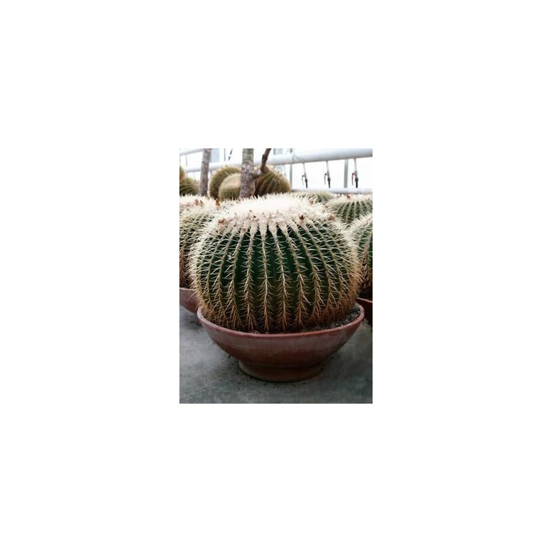 Echinocactus grusonii 50 cm Echinocactus grusonii 50 cm