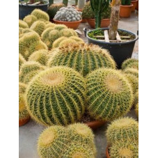 Echinocactus grusonii 3 boules 70 cm