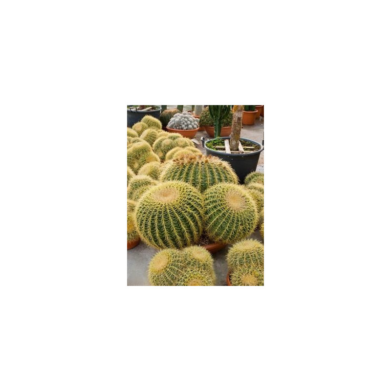 Echinocactus grusonii 3 boules 70 cm