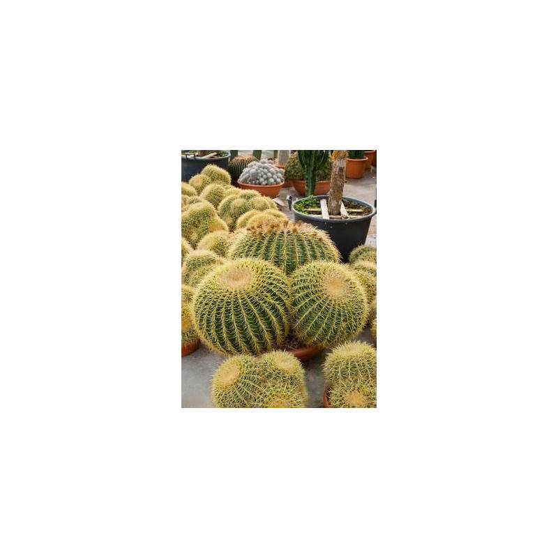 Echinocactus grusonii 3 boules 70 cm Echinocactus grusonii 3 boules 70 cm