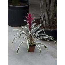 Guzmania purple stripes