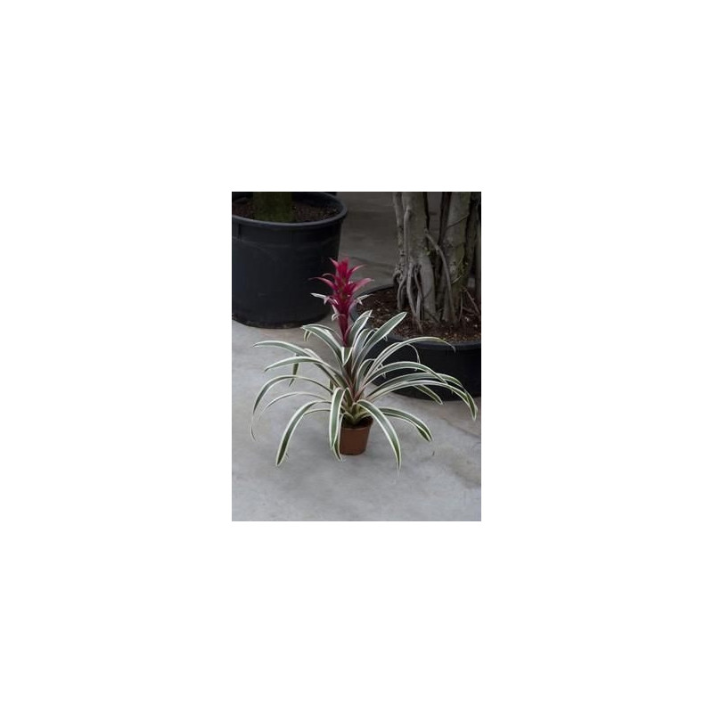 Guzmania purple stripes