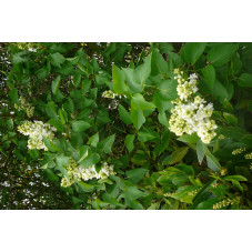 Syringa  (lilas)