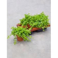 Peperomia rotundifolia ( lot de 2 u. )