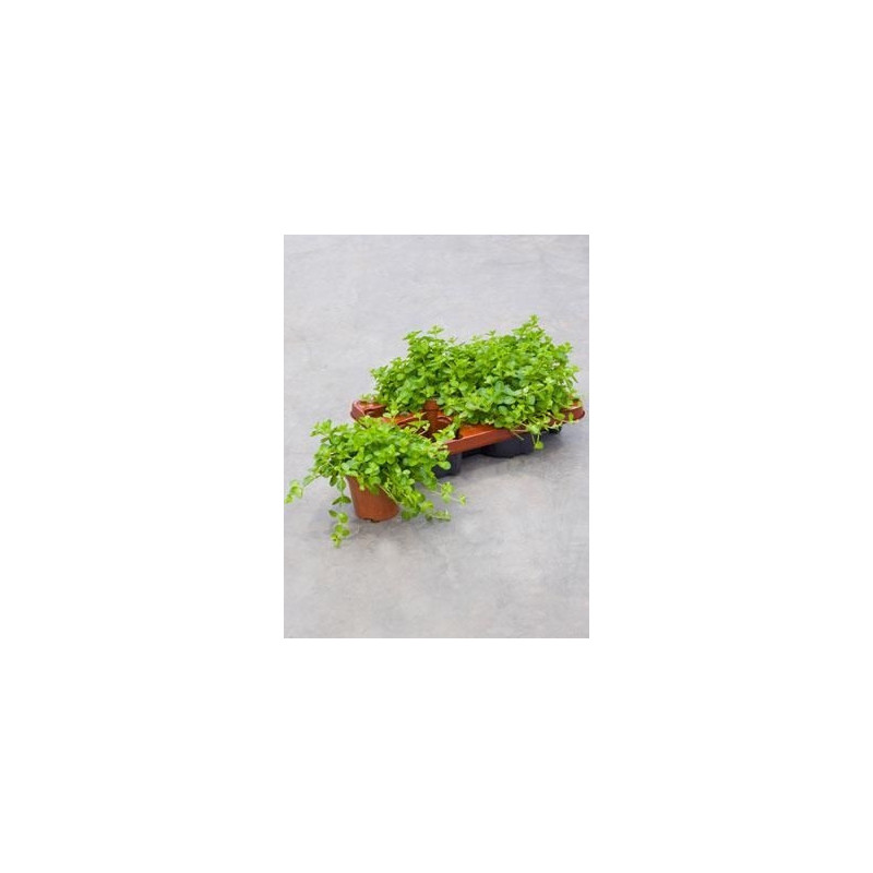 Peperomia rotundifolia ( lot de 2 u. )