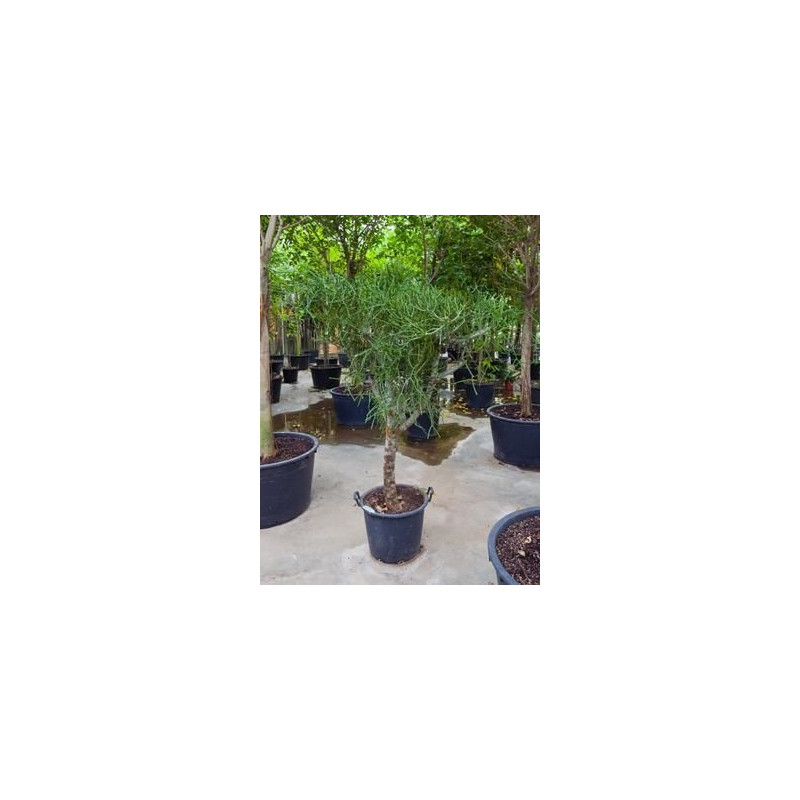 Euphorbia tirucalli Euphorbia tirucalli