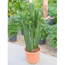 Euphorbia acrurensis