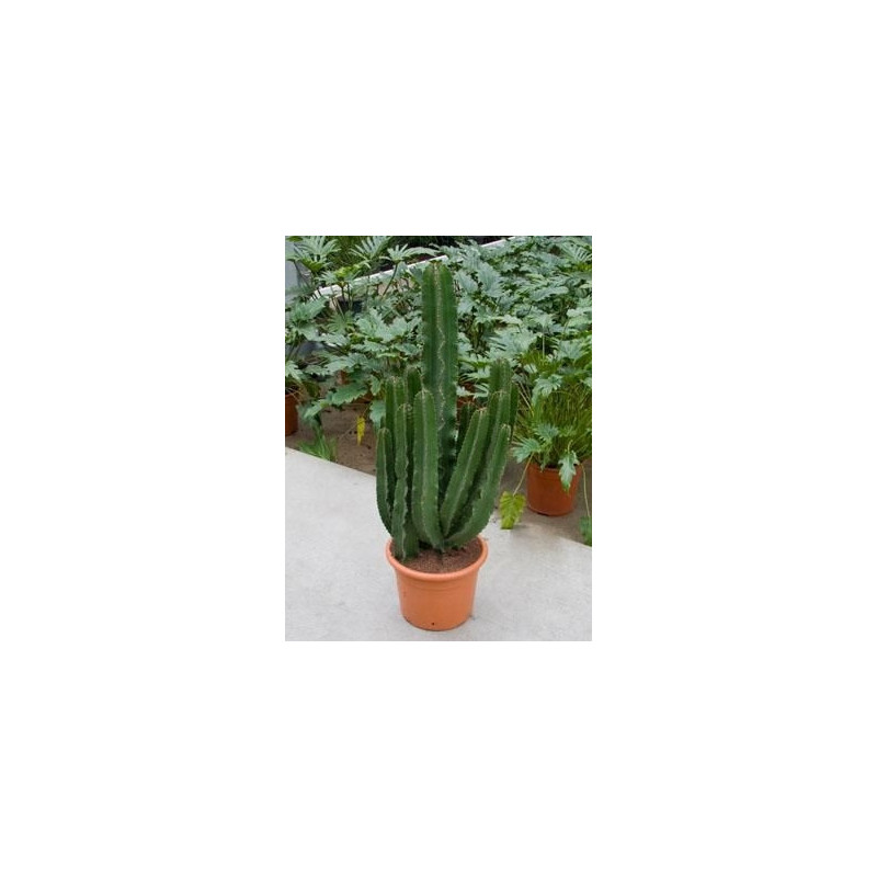 Euphorbia erythrea
