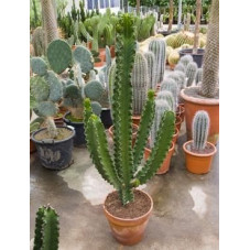 Euphorbia ingens