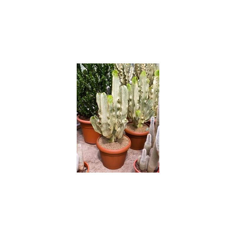 Euphorbia ingens marmorata Euphorbia ingens marmorata