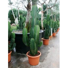 Euphorbia ingens  ramifié