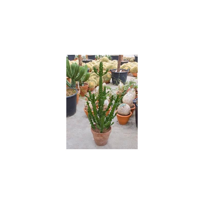 Euphorbia mayuranathanii