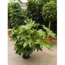 Fatsia japonica ( aralia sieboldii )