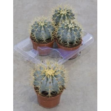 Ferocactus glaucescens