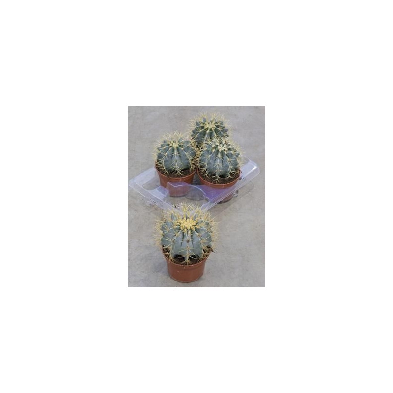 Ferocactus glaucescens