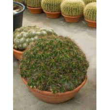 Ferocactus robusta