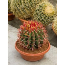 Ferocactus stainesii