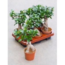 Ficus microcarpa ginseng