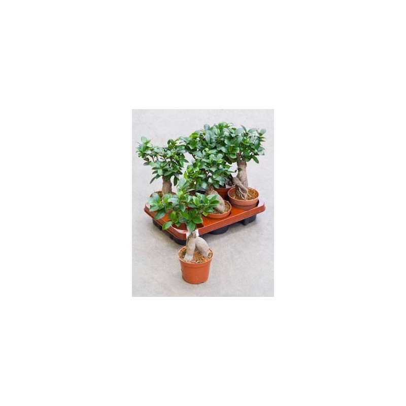 Ficus microcarpa ginseng