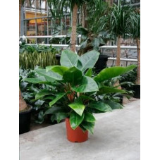 Philodendron imperial green