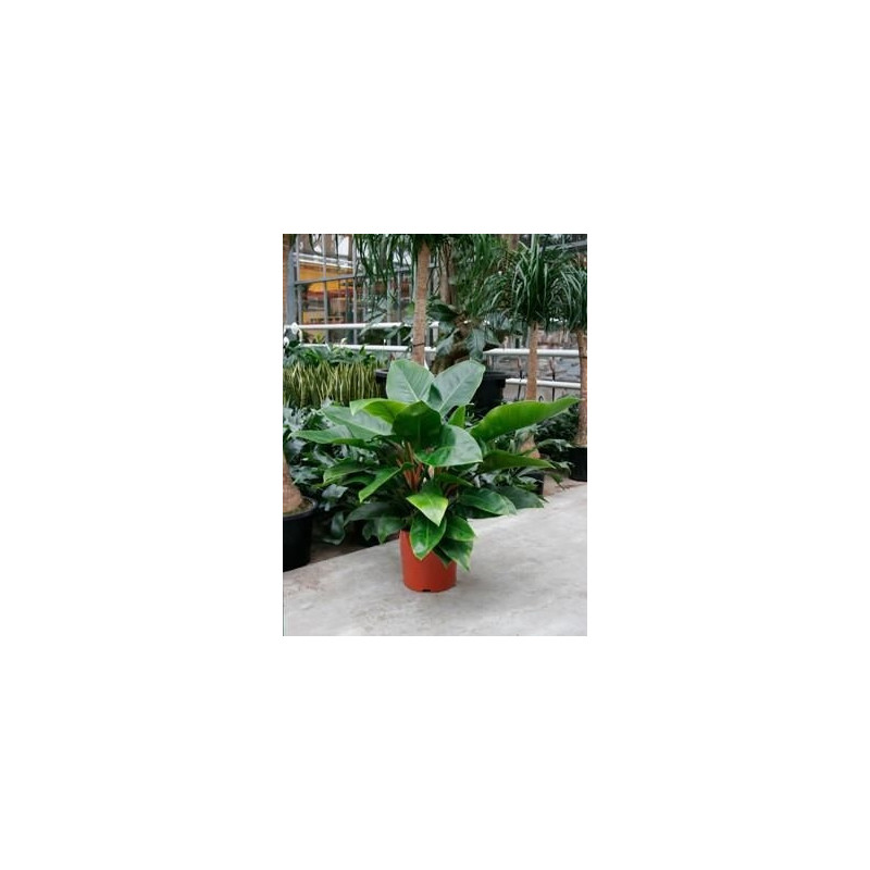 Philodendron imperial green