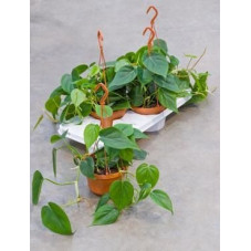 Philodendron scandens ( lot de 2 u. )