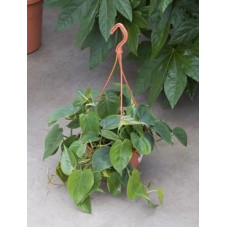 Philodendron scandens 