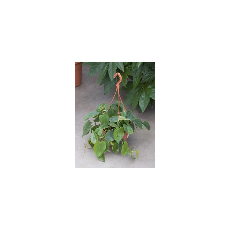 Philodendron scandens 