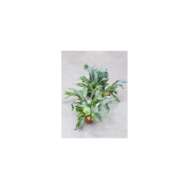 Platycerium bifurcatum ( lot de 2 u. ) Platycerium bifurcatum ( lot de 2 u. )