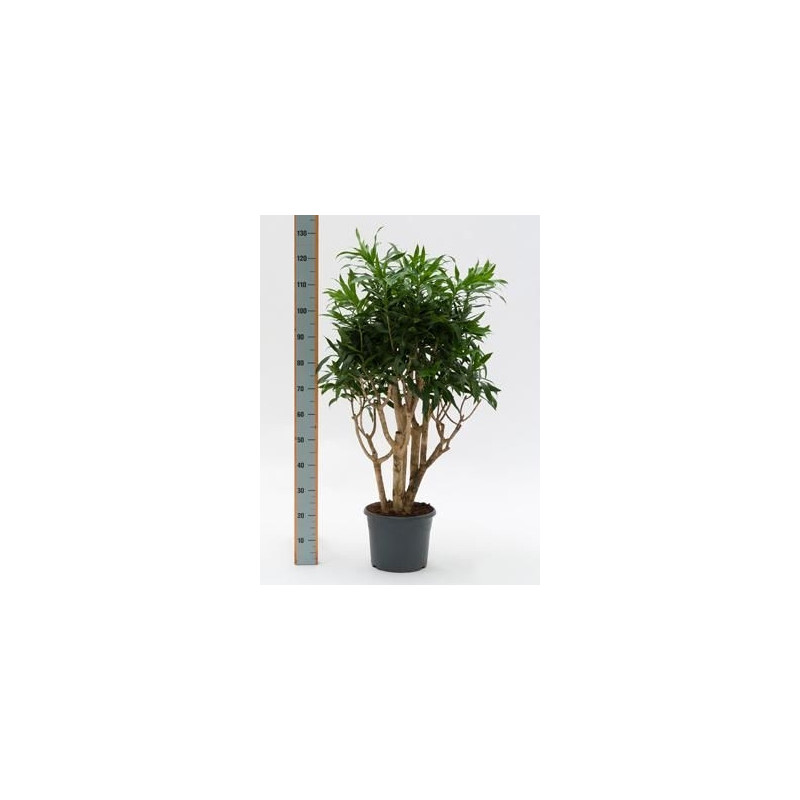 Pleomele reflexa Pleomele reflexa