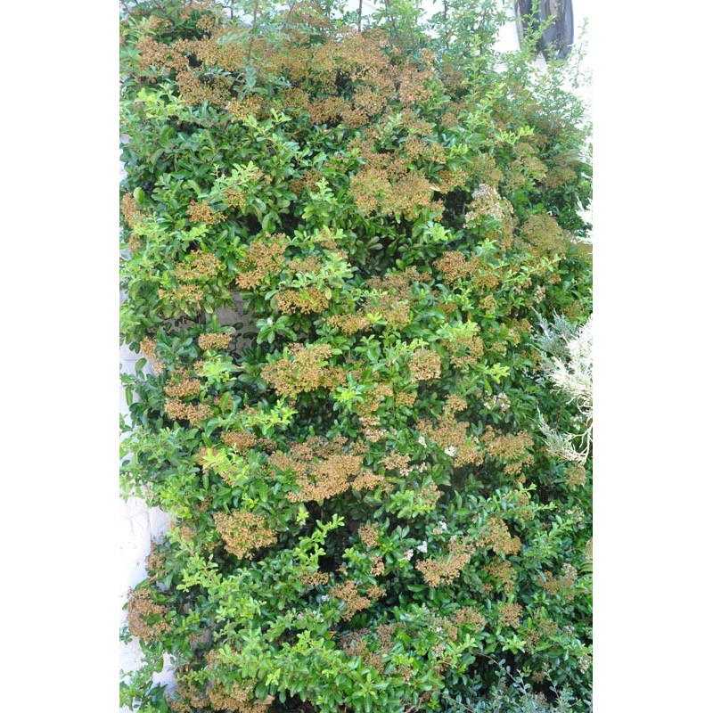 Pyracantha