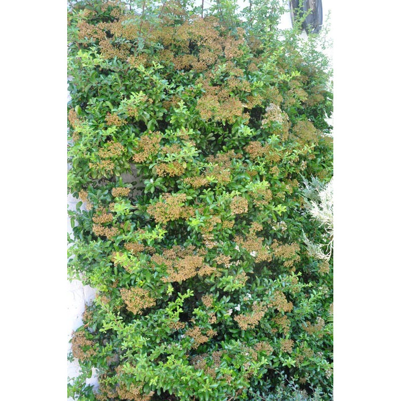 Pyracantha Pyracantha