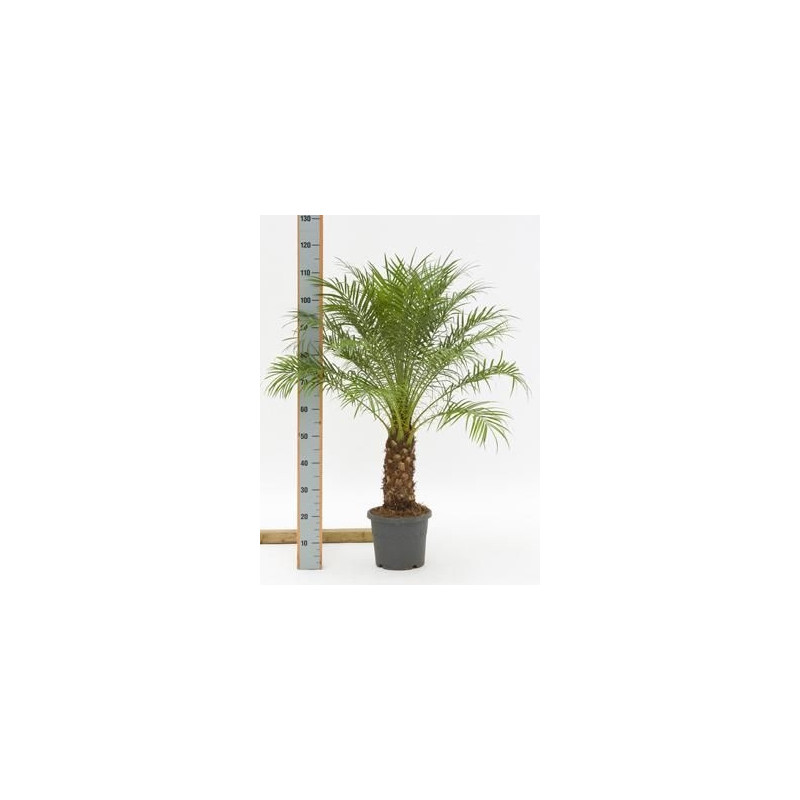 Phoenix roebellinii Phoenix roebellinii