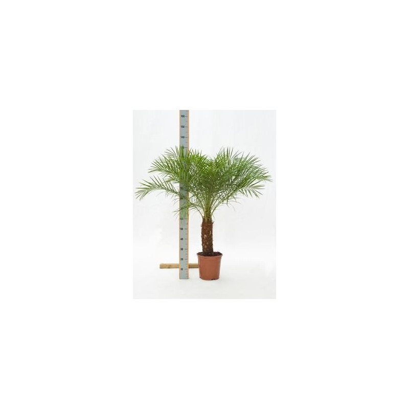 Phoenix roebellinii Phoenix roebellinii