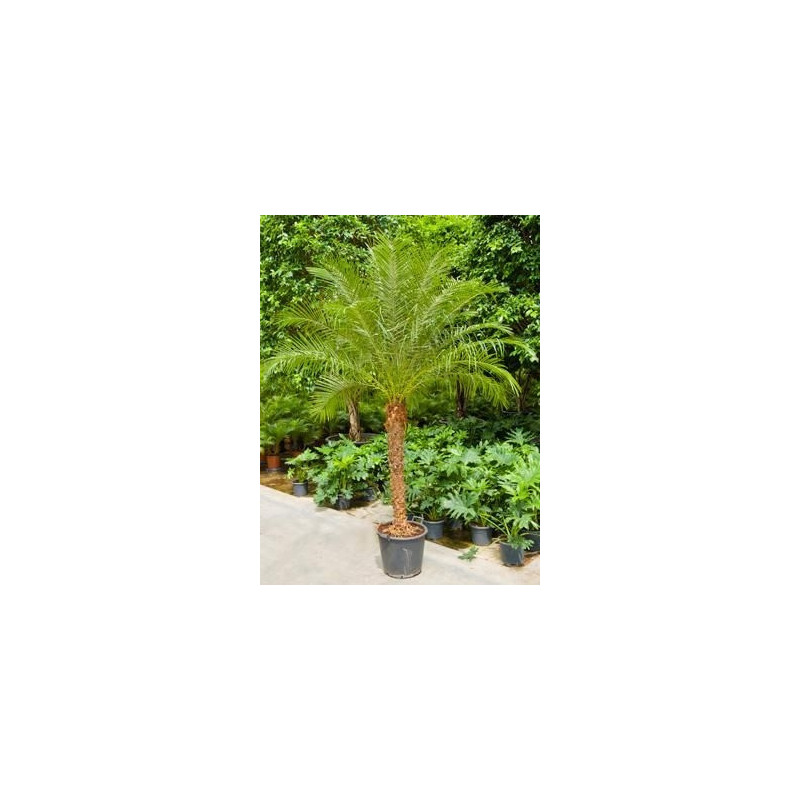 Phoenix roebellinii - tronc Phoenix roebellinii - tronc