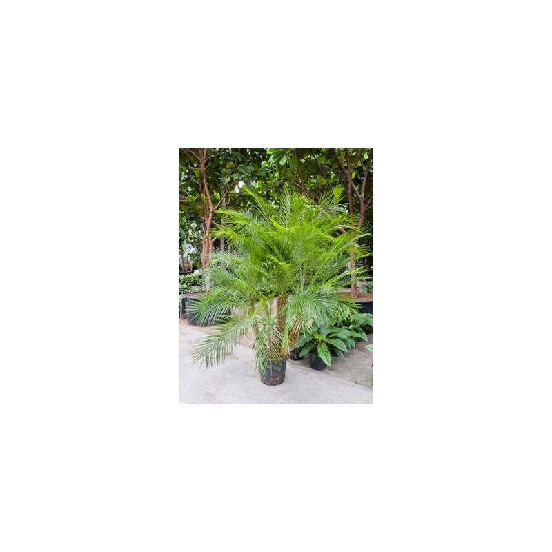 Phoenix roebellinii - 4 troncs Phoenix roebellinii - 4 troncs