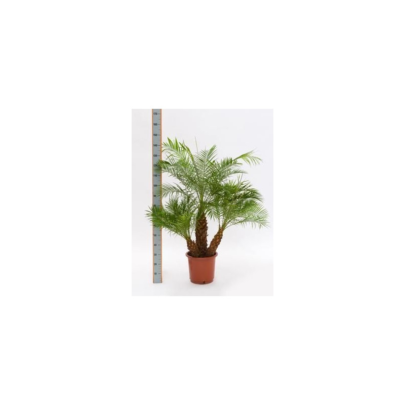 Phoenix roebellinii - 3 troncs Phoenix roebellinii - 3 troncs