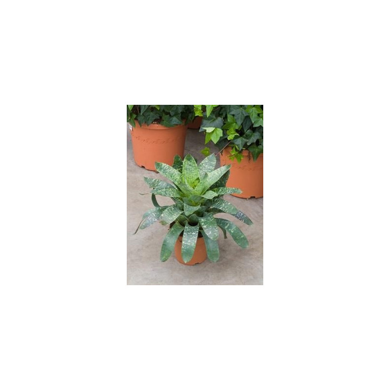 Vriesea gigantea Vriesea gigantea