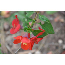 Chaenomeles japonica ( cognassier )