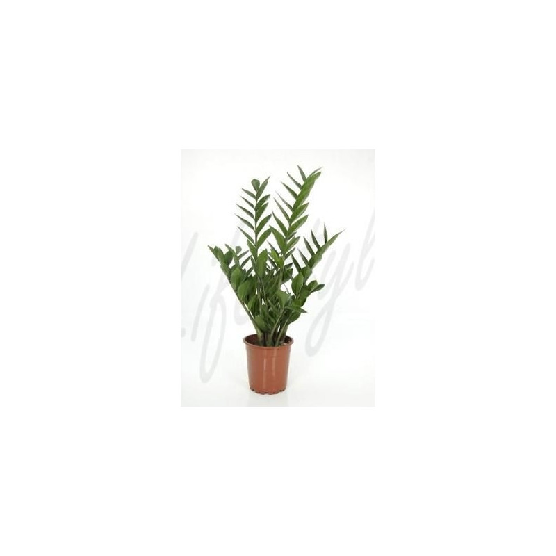 Zamioculcas zamiifolia Zamioculcas zamiifolia