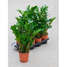 Zamioculcas zamiifolia  ( lot de 2 u. )