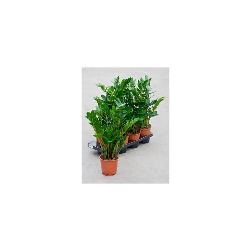Zamioculcas zamiifolia ( lot de 2 u. ) Zamioculcas zamiifolia ( lot de 2 u. )