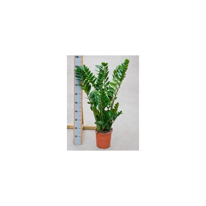 Zamioculcas zamiifolia Zamioculcas zamiifolia