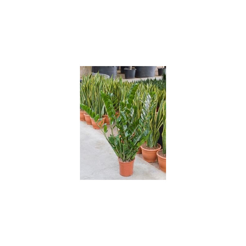 Zamioculcas zamiifolia Zamioculcas zamiifolia