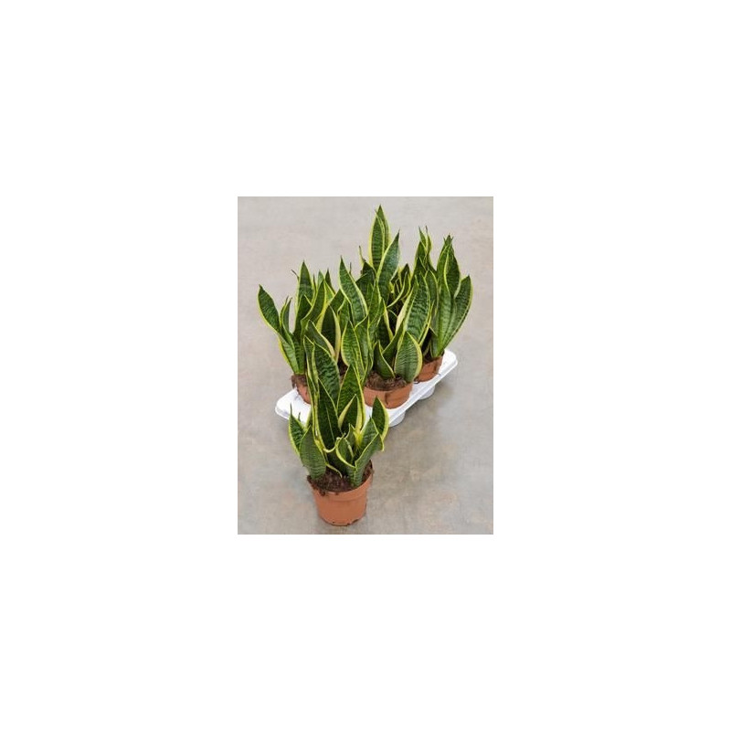 Sanseviera futura superba ( lot de 2 u. ) Sanseviera futura superba ( lot de 2 u. )