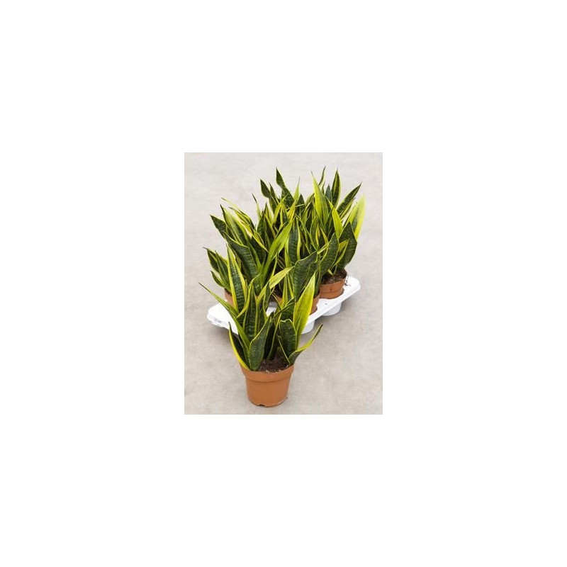 Sanseviera gold flame Sanseviera gold flame